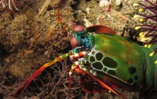 Molluschi corstacei