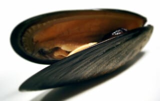 Supercolla alle cozze