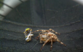 Ragnatela al grafene